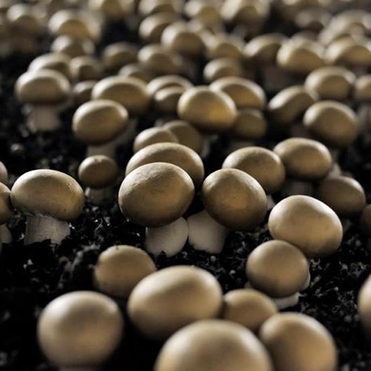 乾燥 とかちマッシュ ★全国送料無料★