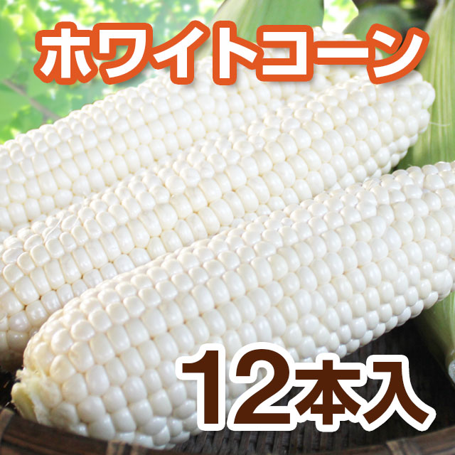 ホワイトコーン12本入【送料込】 | 野菜,とうもろこし【発送期間】8月