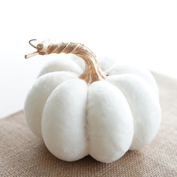 みのり様専用 昆虫標本 minri様専用 みのり様専用 みのり様専用 昆虫標本