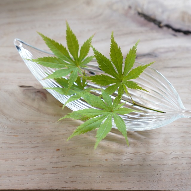 ガラスの笹の葉 小付