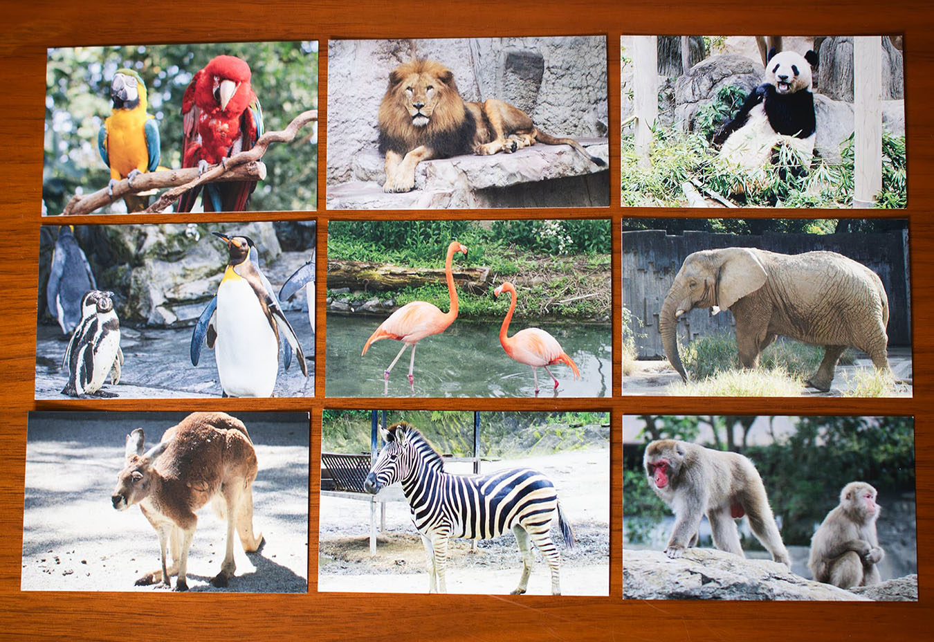 アニマルフォトグラファー（動物当て）