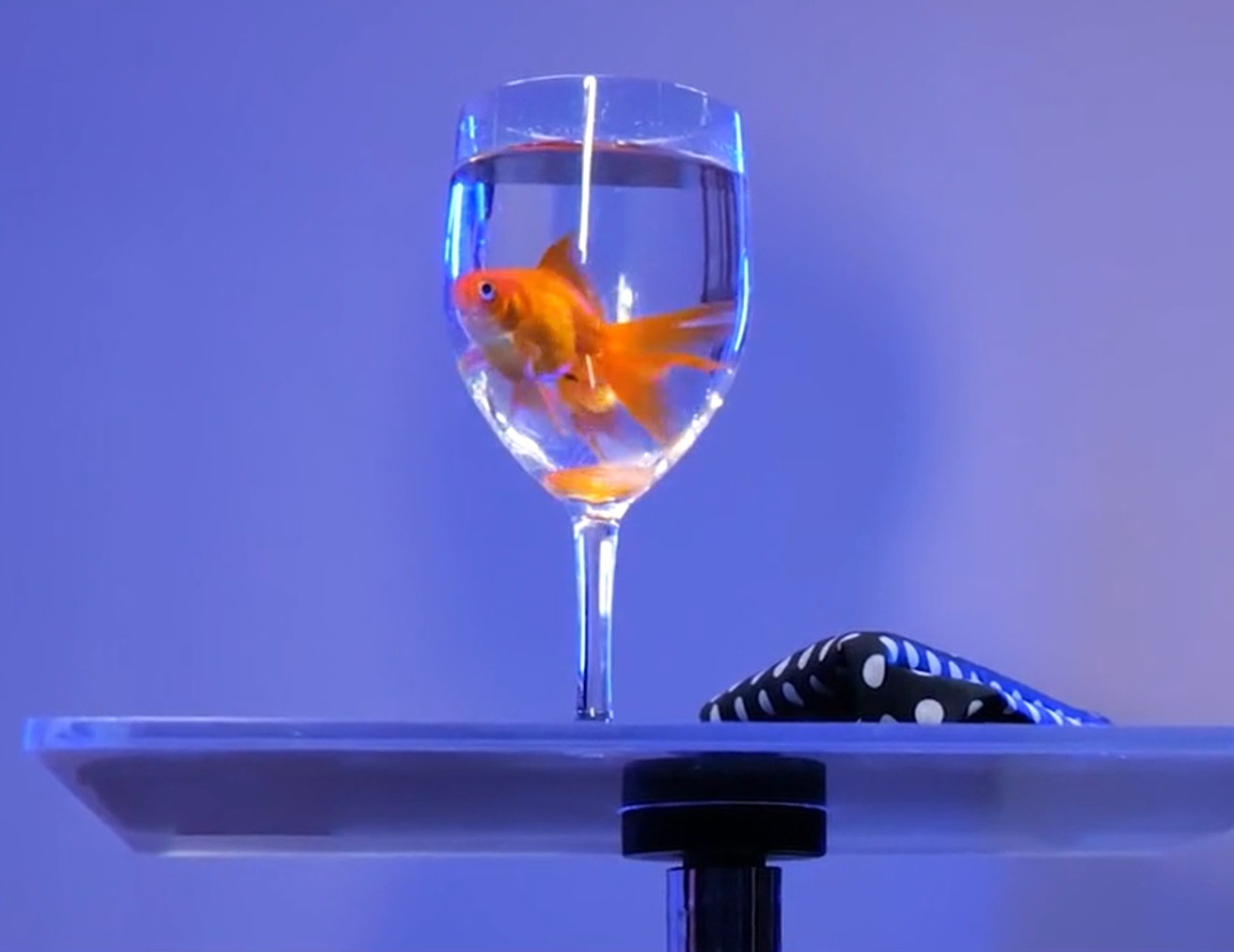 シーライフ（簡単・安全な金魚の出現）