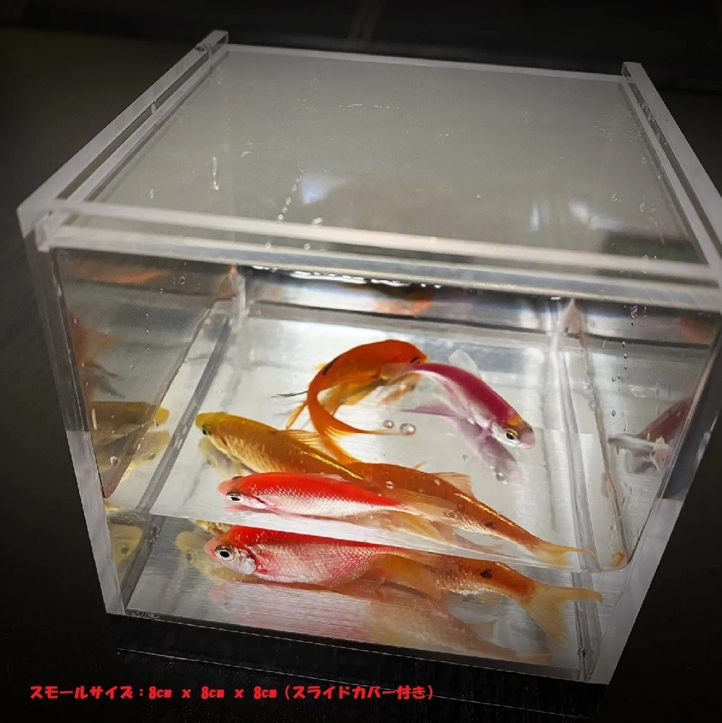ミスティック・アクアリウム（透明の箱に金魚が出現）｜サイキック