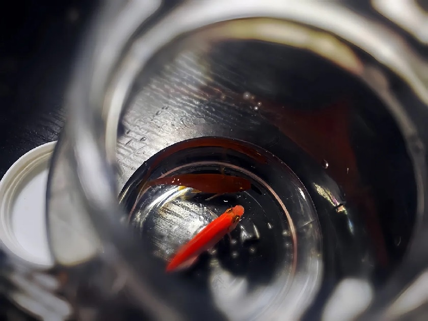 ミラージュボトル（金魚やコイン、シルク等が出現）