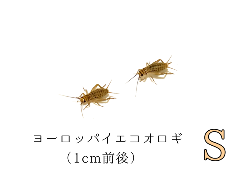 ������S��10ɤ����490ɤ�ޤ�