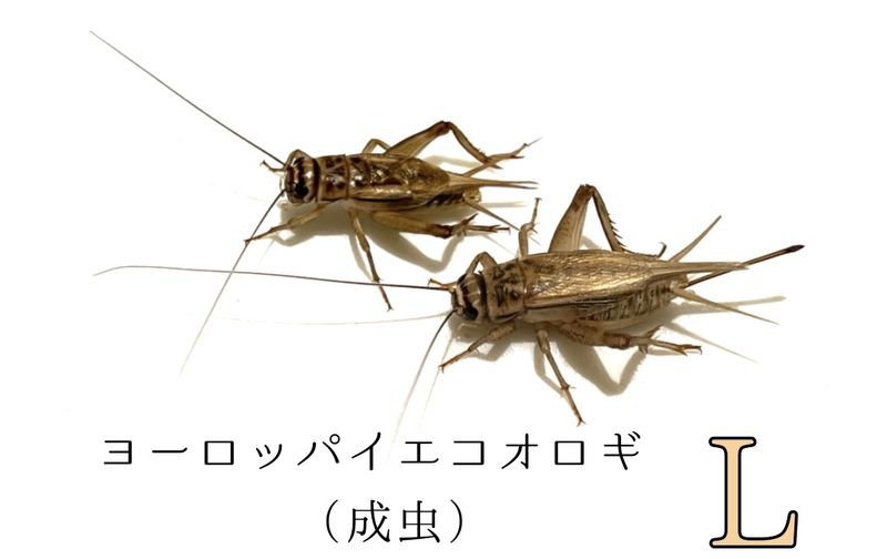 ������L��500ɤ����990ɤ�ޤ�