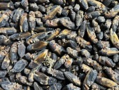 ����ե��ۥ���������ML������1kg�ʺǾ���ʸ��5kg��