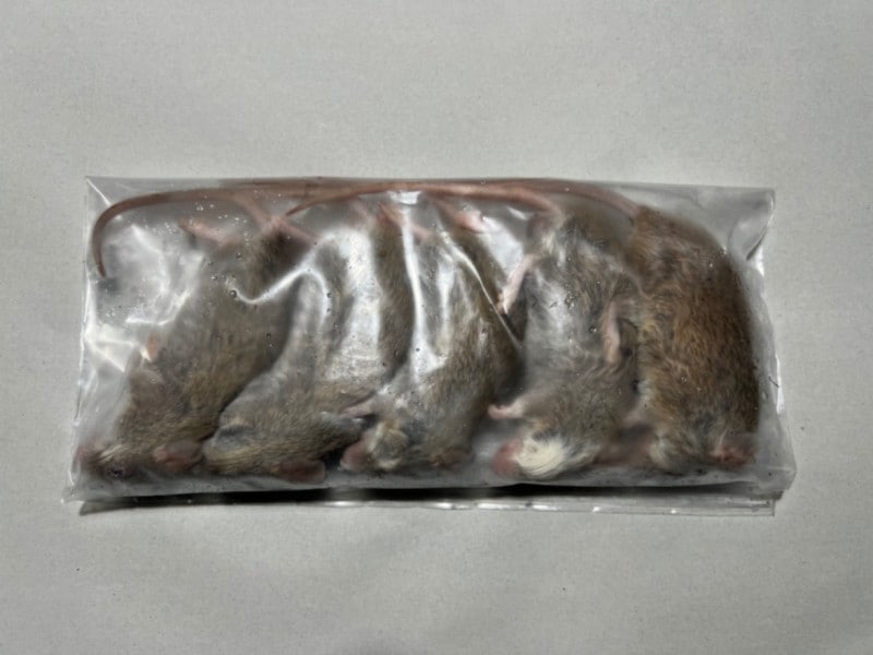 冷凍ヤワゲネズミ（30から39g）1匹 | 冷凍ヤワゲネズミ | FUTAHOSHI亭