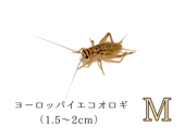 ������M��2000ɤ����3000ɤ�ޤ�