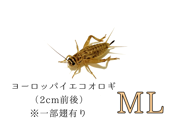 ������ML��2000ɤ����3000ɤ�ޤ�