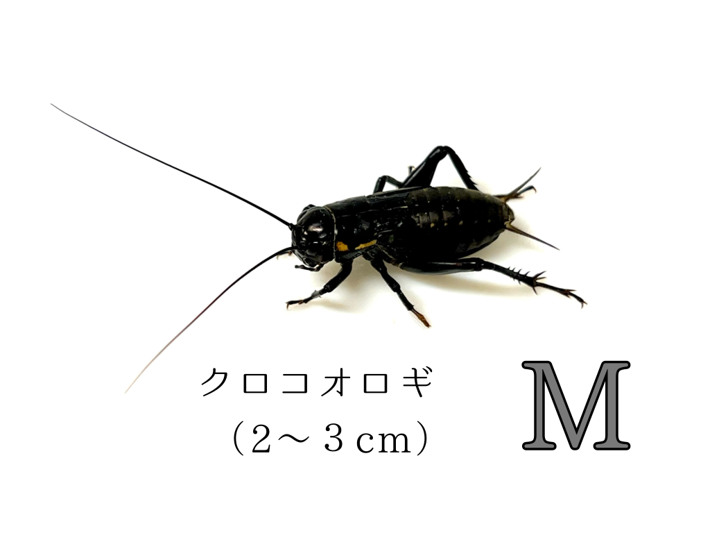 クロコM 10匹から490匹まで | クロコオロギ,Mサイズ | FUTAHOSHI亭