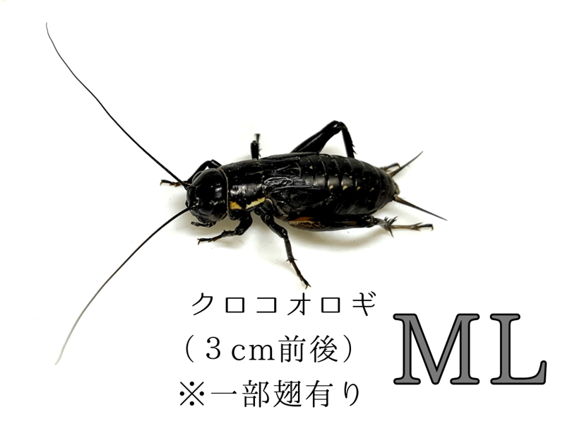 ������ML��10ɤ����490ɤ�ޤ�
