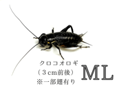 ������ML��10ɤ����490ɤ�ޤ�