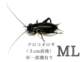 ������ML��2000ɤ