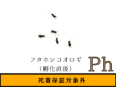 �ե��ۥ�Ph��1000ɤ����1990ɤ�ޤ�