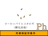 ������Ph��1000ɤ����1990ɤ�ޤ�