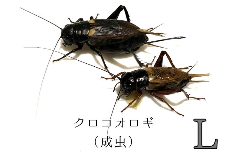 ������L��500ɤ