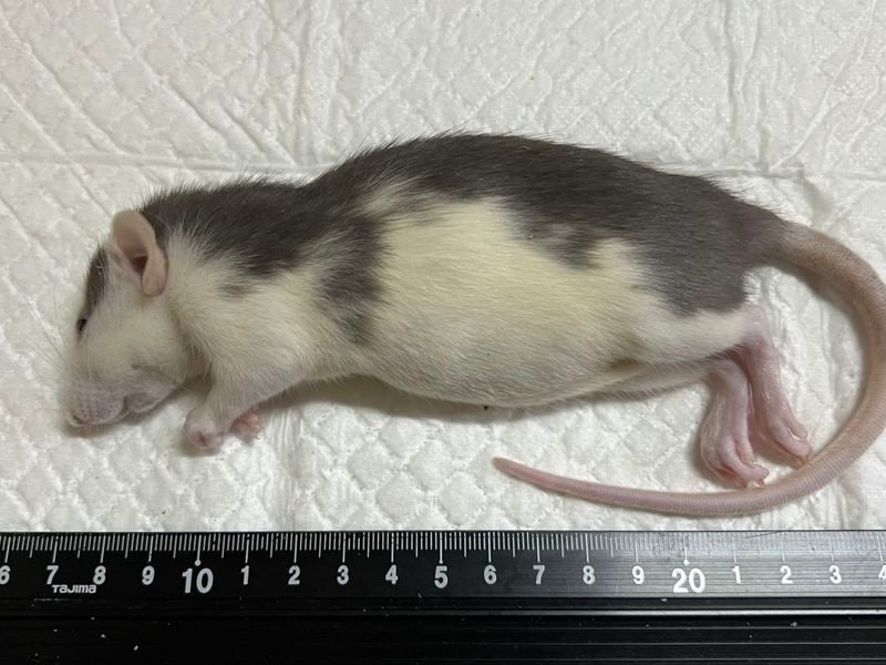 �����å�(120����139g)��ɤ