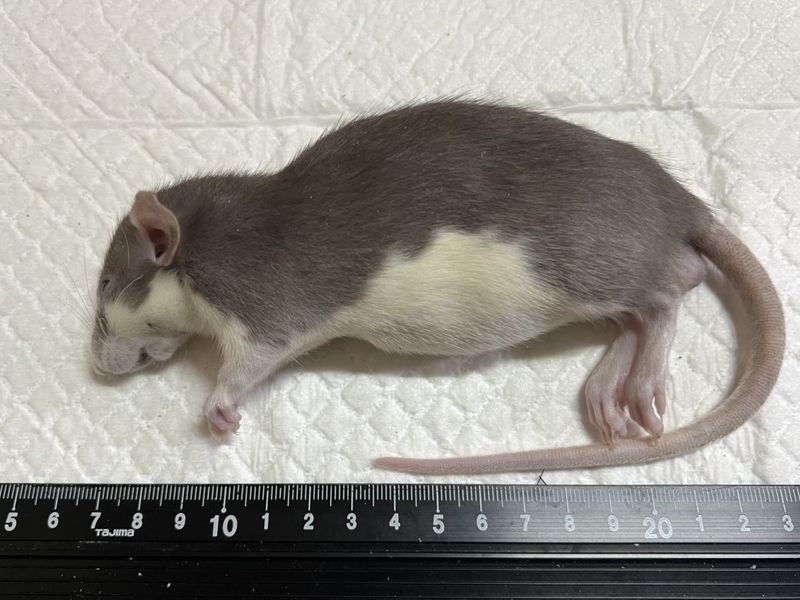 �����å�(140����159g)��ɤ