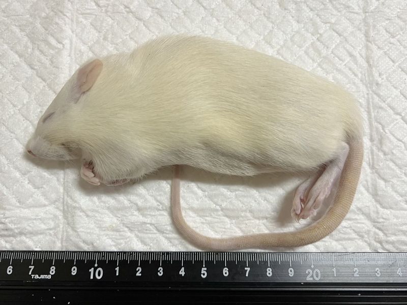 �����å�(160����179g)��ɤ
