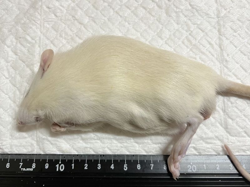 �����å�(200����219g)��ɤ