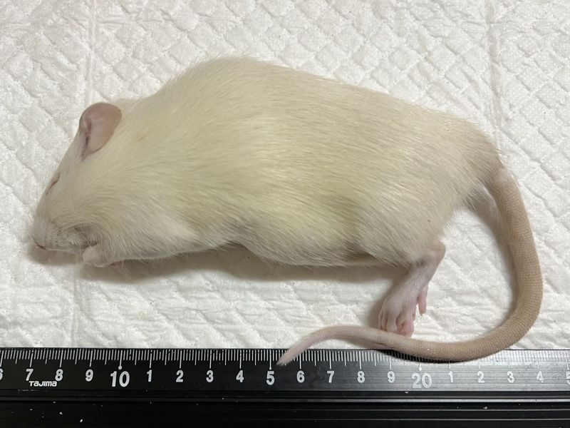 �����å�(220����239g)��ɤ