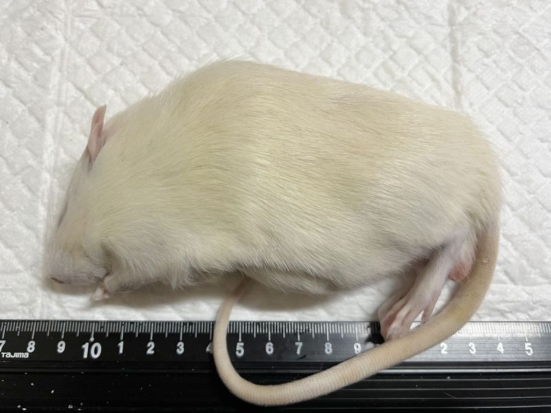 �����å�(240����259g)��ɤ