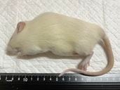 �����å�(180����199g)10ɤ���å�