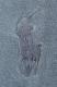 ���ե������ / Ralph Lauren ����ǥ��� ���� �ӥå��ݥˡ� �ɽ� Ⱦµ �ݥ������ �֥롼