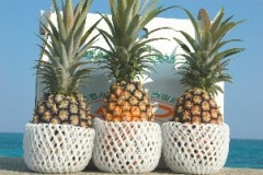 ��ɽ�ԡ����ѥ��󣳣�