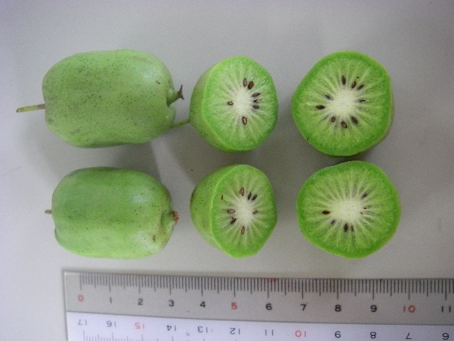 ����ʤ��������󥸥塼���ʣ��ܡ������������