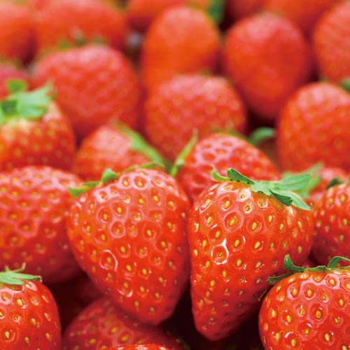 ���ȥ��٥꡼