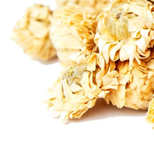 カモミールローマン カモミール ローマン - ステップナッツ