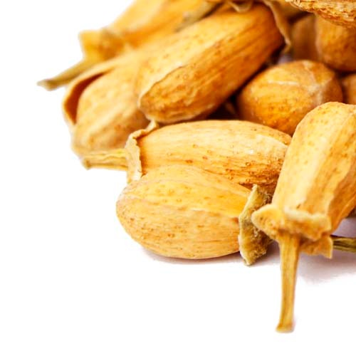 �磻��ɥ���󥸥Хåš��ʥ��饹�ɡ�