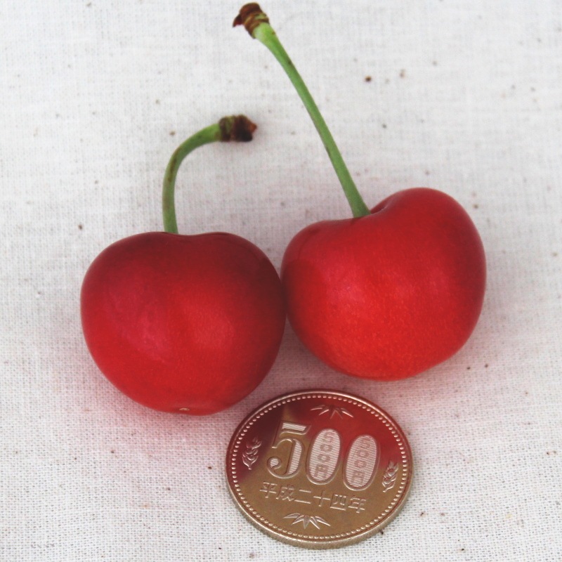 2026年5月ご予約開始】三関さくらんぼ 紅秀峰3Lサイズ1kg（贈答用