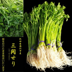 秋田県湯沢市産 三関セリ500g（100g×5束）