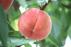 ��2026ǯ7�ͽ�󳫻ϡ����������������������������5������18�������