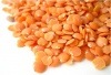 レッドレンティル(500g)