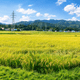 【定期便】【産地直送 】玄米 ササニシキ