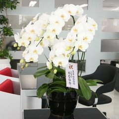 ���طϸ�ĳ��5��Ω ��A ��