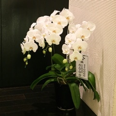 ������������طϸ�ĳ��3��Ω A ��