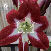 Char / STAYING ZICCA(CD)