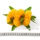 フラダンス 髪飾り イリマ＆マイレ髪飾り M イエロー