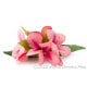 プルメリア フラ ヘアクリップ ピーチ Mサイズ フラ 髪飾り