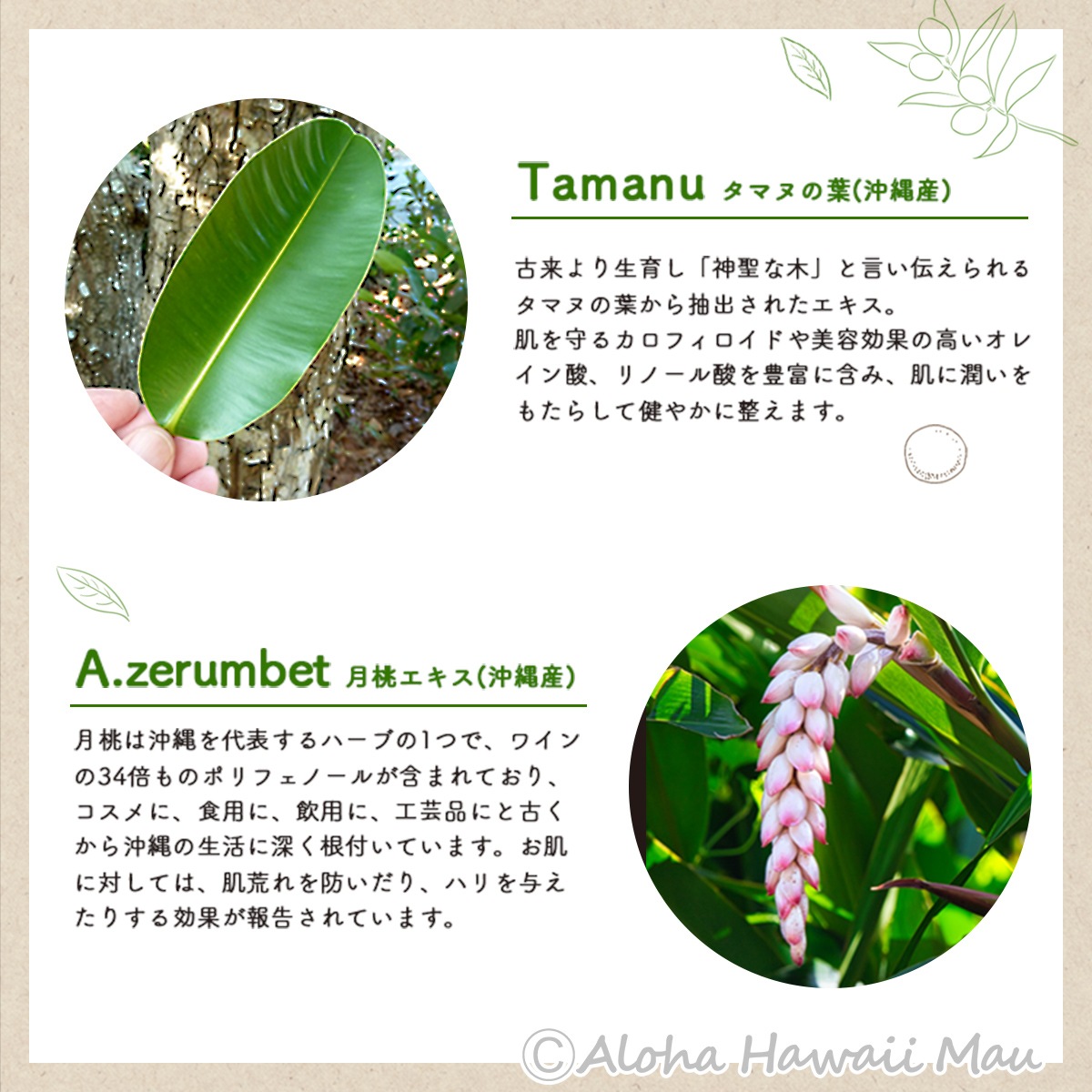 Lino Organics リノオーガニクス タマヌオイルリッチセラム lua 30ml