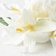 フラダンス 髪飾り バンダオーキッド 髪飾り Mサイズ ホワイト