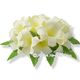 フラダンス 髪飾り デラックス プアケニケニ ヘアクリップ XLサイズ ホワイト