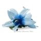 フラダンス 髪飾り バンダオーキッド 髪飾り ブルー Sサイズ フラダンス ヘアクリップ