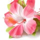 フラダンス 髪飾り ハイビスカス 髪飾り ピンク/ホワイト ヘアクリップ