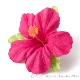 フラダンス 髪飾り ハイビスカス 1P ローズ